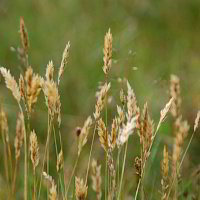 Gräser Gräser