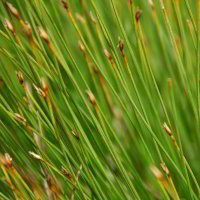 ?? ??