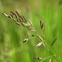 Gräser Gräser