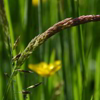 Gräser Gräser