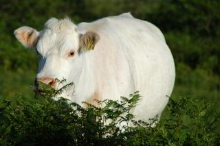 Cow on Cowhill Cow on Cowhill