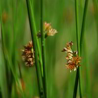Gräser Gräser