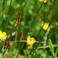 Gräser Gräser