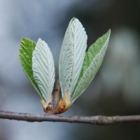 frische Triebe frische Triebe