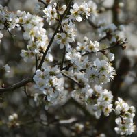 Kirschblüten Kirschblüten