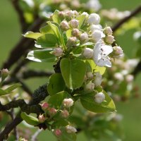 Apfelblüten Apfelblüten