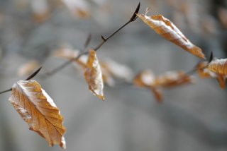 trockene Buchenblätter trockene Buchenblätter