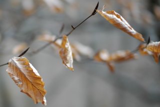 trockene Buchenblätter