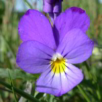 wildes Stiefmütterchen