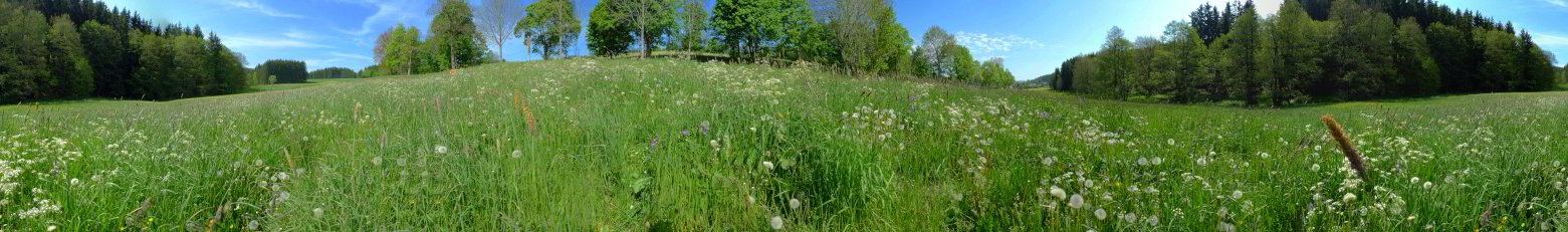 360°-Freihandpanorama einer Wiese 360°-Freihandpanorama einer Wiese