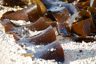 Algen am Meer