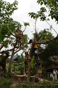 Kletterbaum