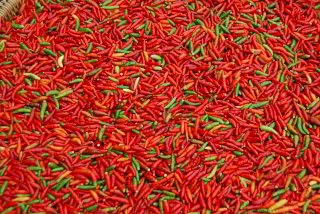 Chili zum Trocknen