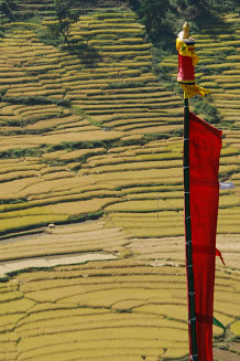 Bild: Prayerflag an Reisfeld