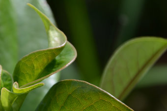 Bild: Ein sich entfaltendes Blatt