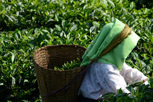 Bild: Eine Teepflückerin bei der Arbeit Bild: Eine Teepflückerin bei der Arbeit