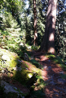Bild: schöner Waldweg Bild: schöner Waldweg