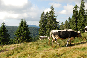 Bild: Morgens auf der Alm