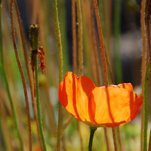 Bild: Im Jardin d’Altitude