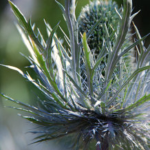 Bild: Im Jardin d’Altitude Bild: Im Jardin d’Altitude