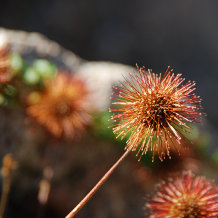 Bild: Im Jardin d’Altitude