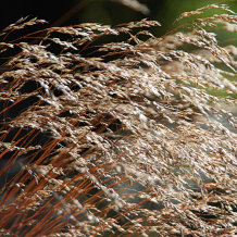 Bild: Im Jardin d’Altitude Bild: Im Jardin d’Altitude
