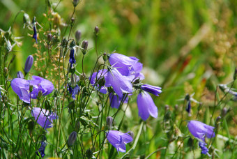 Bild: überall Blumen auf der Wiese