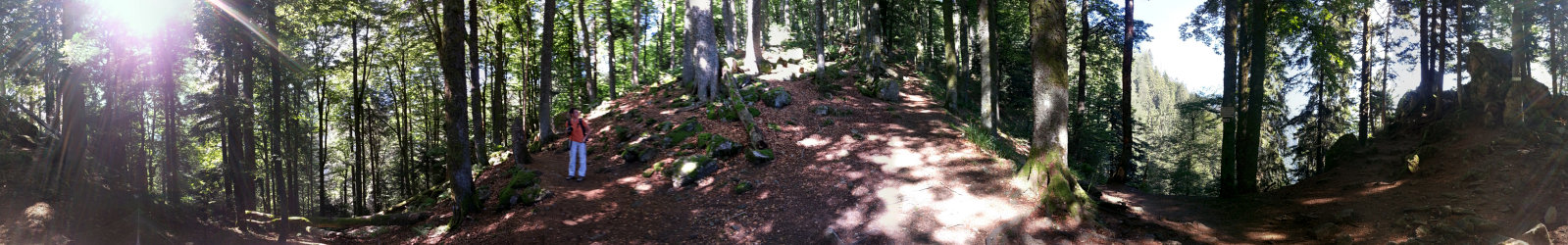 360°-Panorama mitten im Wald