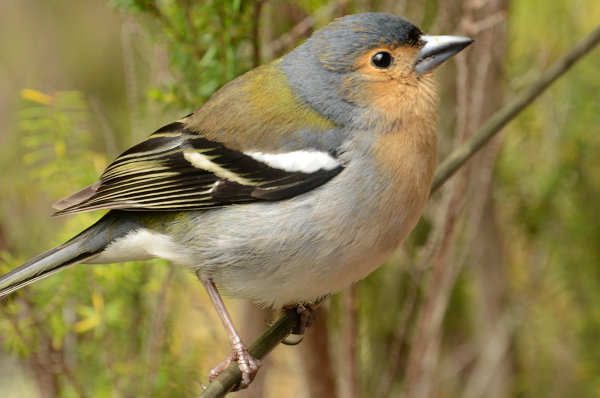 Frecher und hungriger Vogel