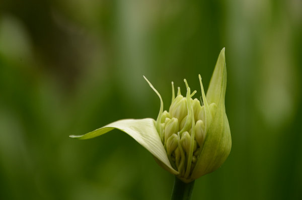 Knospe am aufplatzen