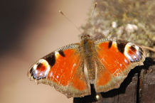 Bild: Die ersten Schmetterlinge sind auch schon da Bild: Die ersten Schmetterlinge sind auch schon da