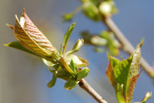 Bild: Der Frühling kommt Bild: Der Frühling kommt