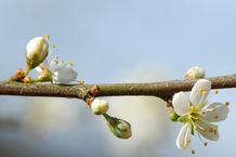 Bild: Der Frühling kommt Bild: Der Frühling kommt
