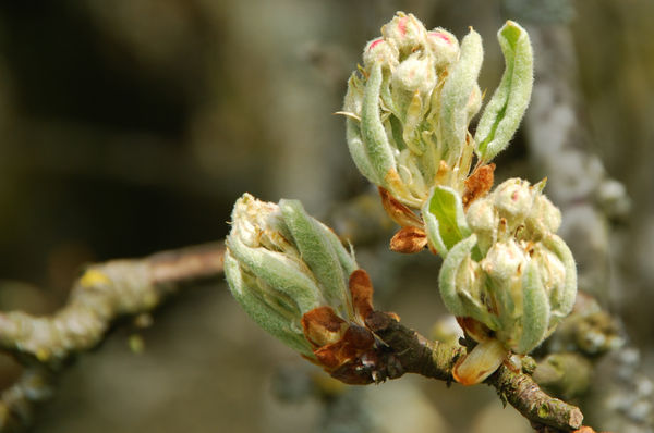 Knospen des Apfelbaums