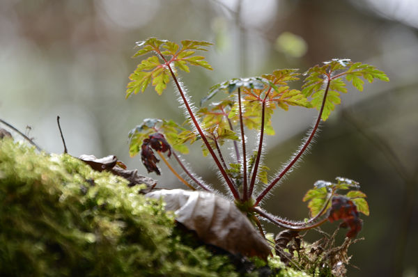 Selbst im Wald kommt der Frühling an