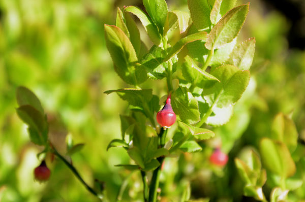 Heidelbeeren - noch etwas früh