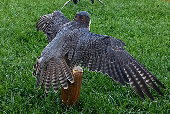 Bild: Ein Raubvogel