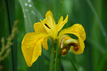 Bild: Iris