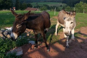 Bild: Unsere 2 Esel - Bilbo und Gandalf