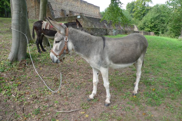 Rast beim römischen Tempel nahe Tawern