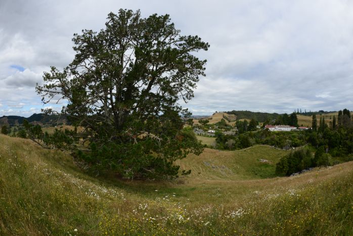 Waitomo-Village mit Campingplatz und Riesenkiefer