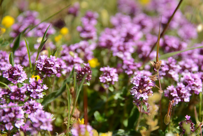Wilder Thymian wächst überall