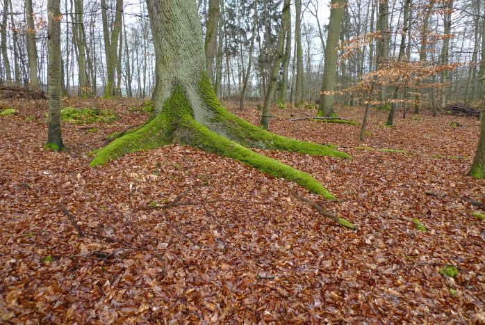 Schöner Baumstamm an welken Blättern
