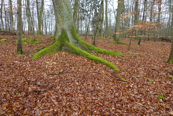 Schöner Baumstamm an welken Blättern