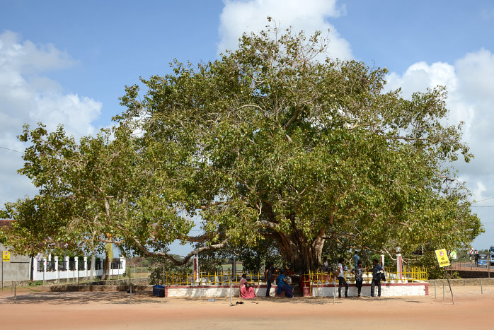 Zu einem Tempel gehört auch ein Bodhi-Baum