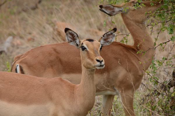 Impalas sind immer wieder schön anzusehen