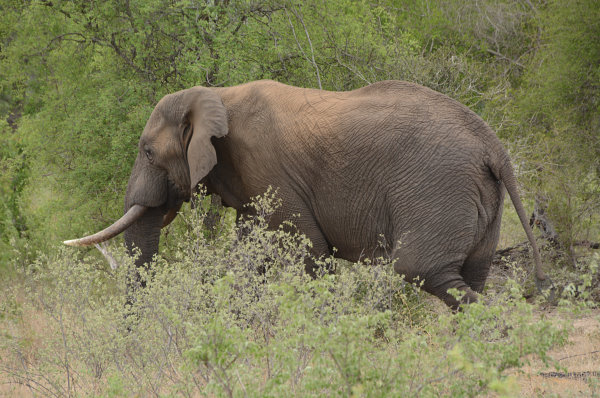 Ein einsamer Elefant