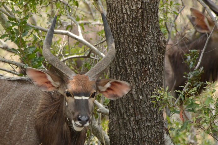 Ein Nyala