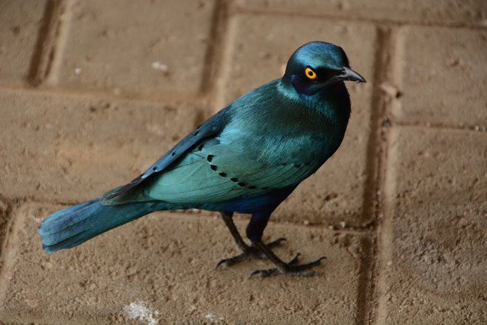 Ein schöner Starling