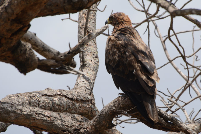 Ein Adler